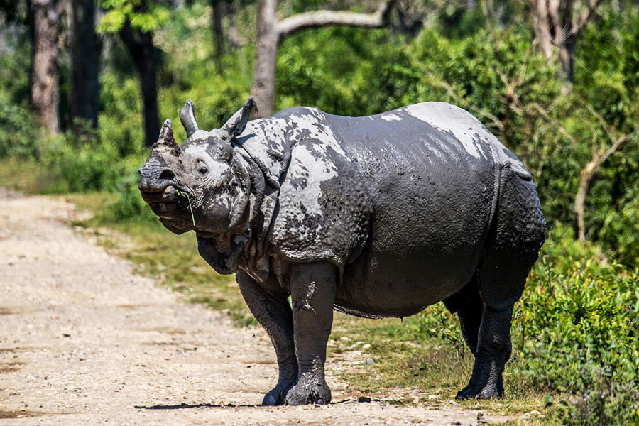 dooars tour package photos from kolkata