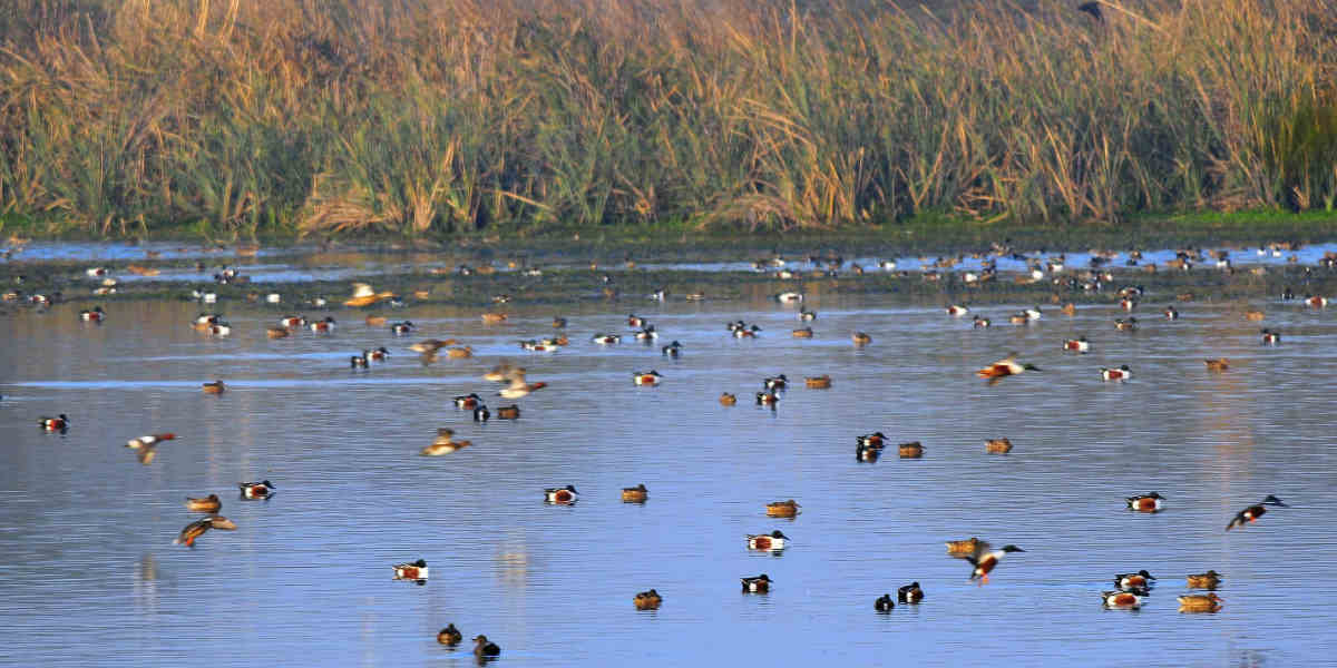 Okhla Bird Sanctuary